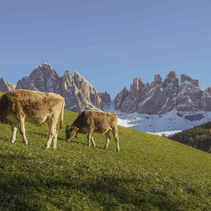 Trentino & Südtirol