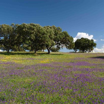 Alentejo - Beja / Setubal / Evora / Santarem / Portalegre